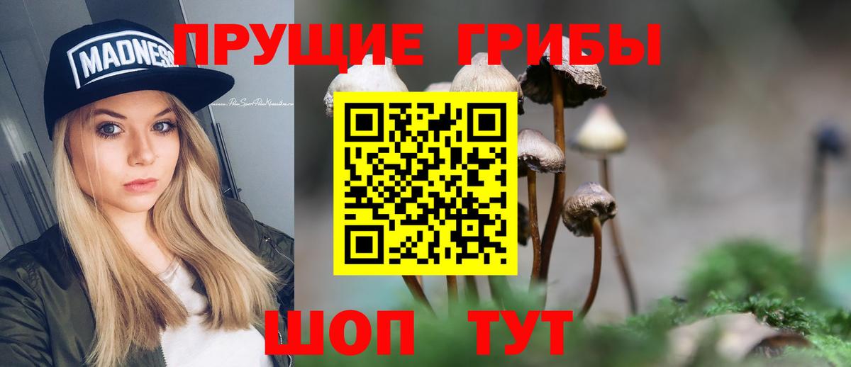 Псилоцибиновые грибы Psilocybe Менделеевск